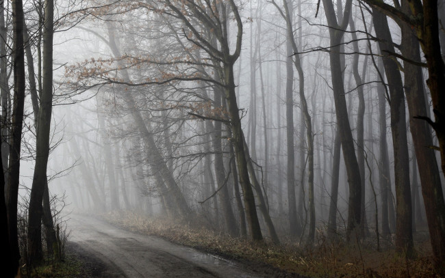 Обои картинки фото природа, дороги, весна, дорога, лес, туман, утро