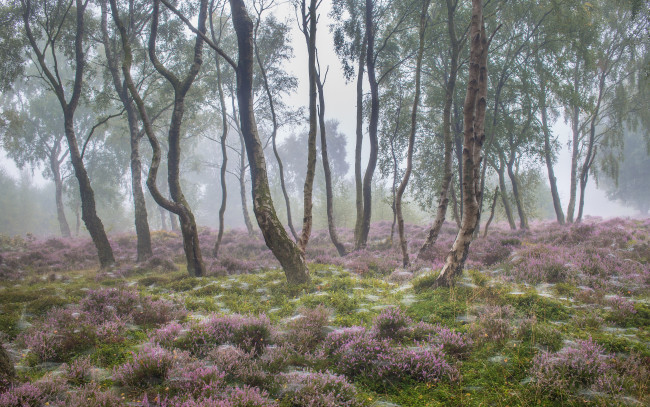 Обои картинки фото природа, лес, цветы, туман, утро