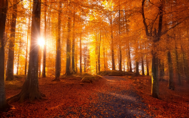 Обои картинки фото природа, лес, осень, деревья, листья, дорога, солнце, свет
