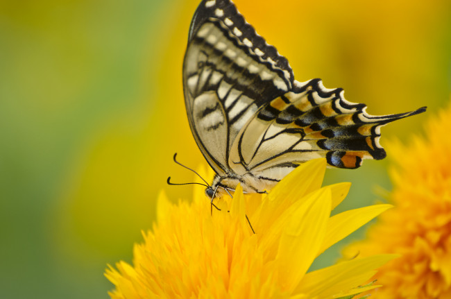 Обои картинки фото животные, бабочки,  мотыльки,  моли, цветы, крылья, макро, бабочка