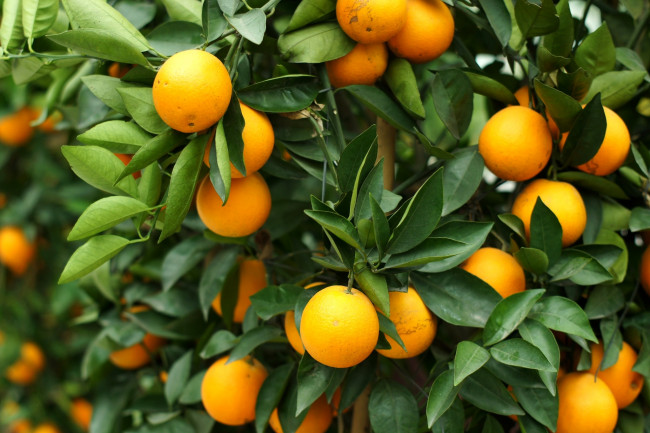 Обои картинки фото природа, плоды, дерево, апельсин, листья, фрукты, цитрус