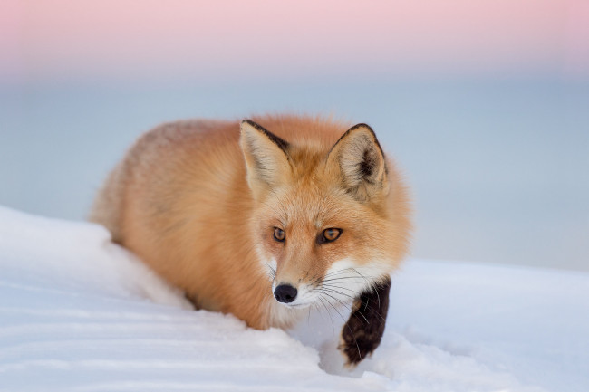 Обои картинки фото животные, лисы, лиса, снег