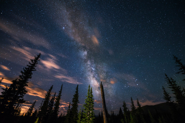 Обои картинки фото природа, деревья, ночь, звёздное, небо
