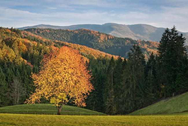 Обои картинки фото природа, лес, холмы, осень