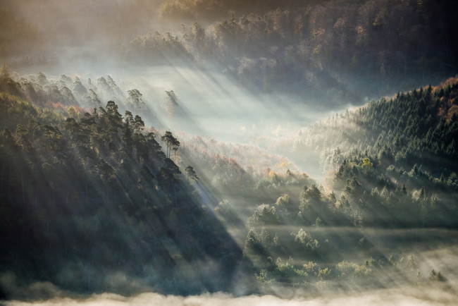 Обои картинки фото природа, лес, лучи, утро, туман