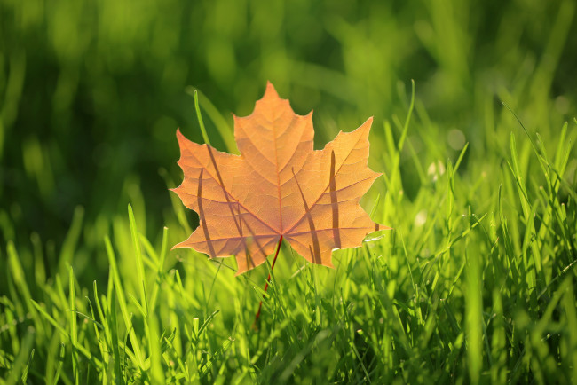 Обои картинки фото природа, листья, осень, клен, лист, трава