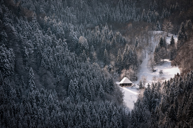 Обои картинки фото природа, зима, ели, лес, дом