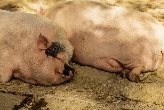 Обои картинки фото животные, свиньи,  кабаны, спят