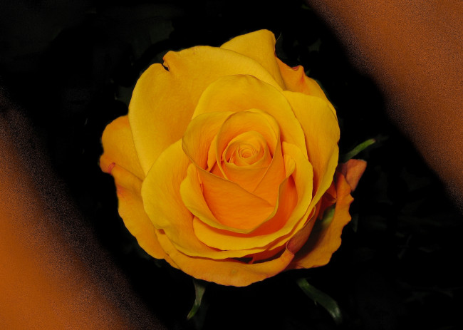 Обои картинки фото цветы, розы, роза, фон