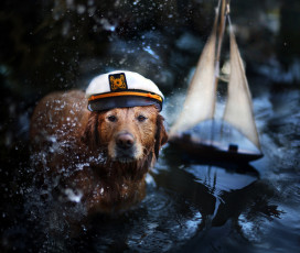 Картинка животные собаки брызги собака животное кораблик вода ретривер фуражка пёс