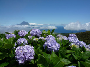 Картинка цветы гортензия пейзаж океан азорские острова природа небо облака