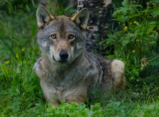 Картинка животные волки +койоты +шакалы опасен взгляд фон лес волк