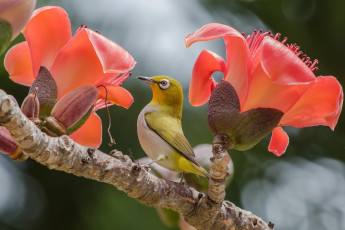 Картинка животные белоглазки цветы ветка белоглазка птичка