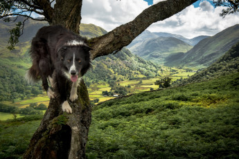 Картинка животные собаки облака деревья горы
