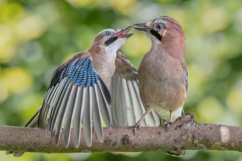 Картинка животные сойки пара ветка птицы боке природа