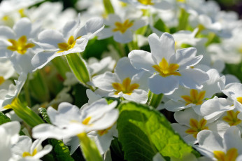 Картинка цветы примулы примула первоцветы дача флора белоснежность белый цвет май весна красота нежность природа растения пробуждение