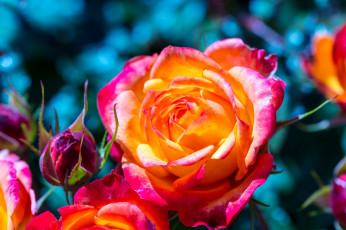 Картинка цветы розы цвет лепестки цветение роза