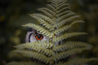 Картинка животные совы сова папоротник глаз лист птица