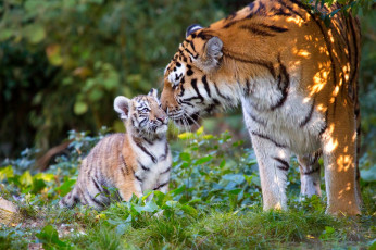 обоя животные, тигры, детёныш, природа, тигрица, тигрёнок, хищники