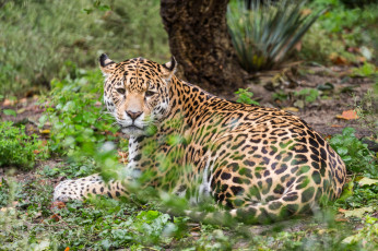 Картинка животные Ягуары кошка животное ягуар отдых природа