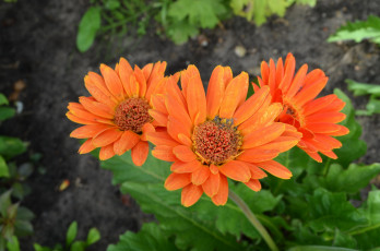 Картинка цветы герберы оранжевый