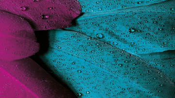 Картинка разное текстуры капли rain птица texture текстура drops дождь bird feather перо