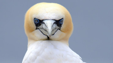 Картинка животные олуши клюв птица белая северная олуша