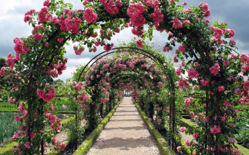 Картинка цветы розы арки розарий