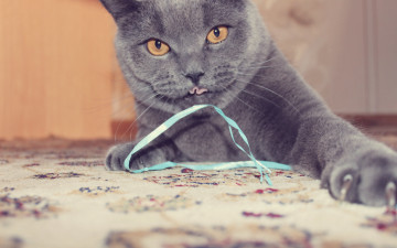 Картинка животные коты играть британец серый киса кот