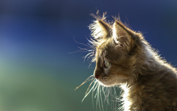 Картинка животные коты профиль