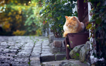 Картинка животные коты растения улица рыжий цвет