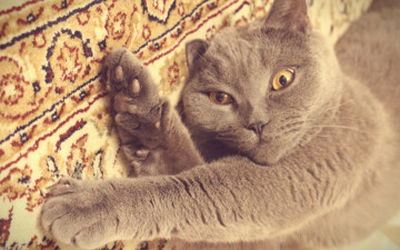 Картинка животные коты серый британец кот киса играть