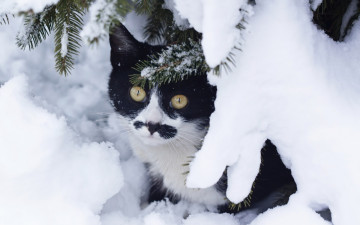 Картинка животные коты взгляд снег