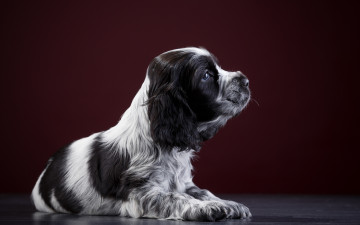 Картинка животные собаки спаниель щенок пятнистый