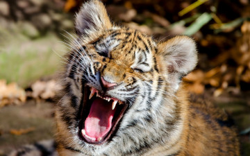 Картинка животные тигры морда