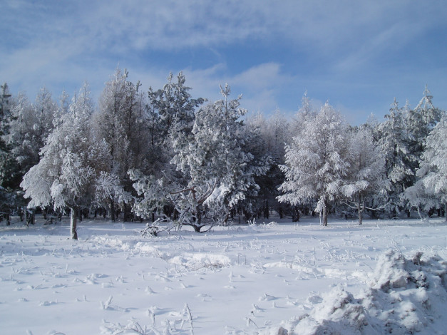 Обои картинки фото зимний лес, природа, зима, лес, зимой