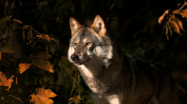 Обои картинки фото животные, волки,  койоты,  шакалы, волк, животное, хищник, осень, природа, клён, листья