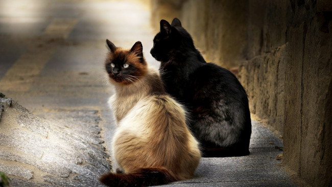 Обои картинки фото животные, коты, черный, цвет, двое
