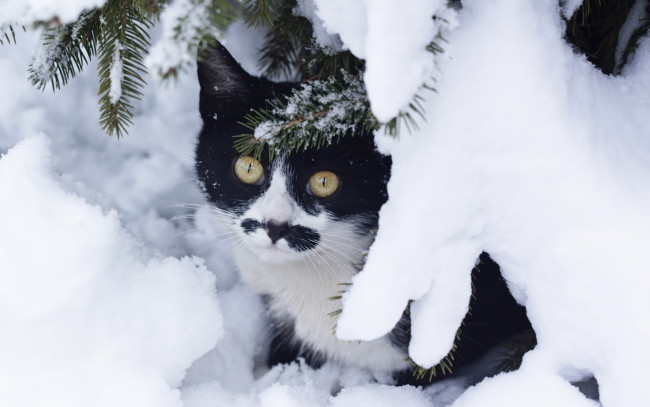 Обои картинки фото животные, коты, взгляд, снег