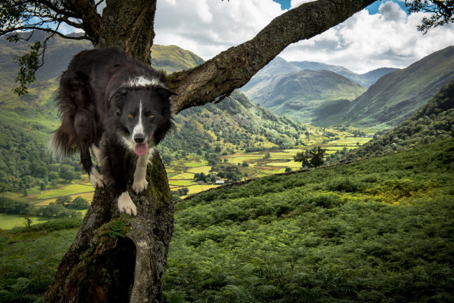 Обои картинки фото животные, собаки, облака, деревья, горы