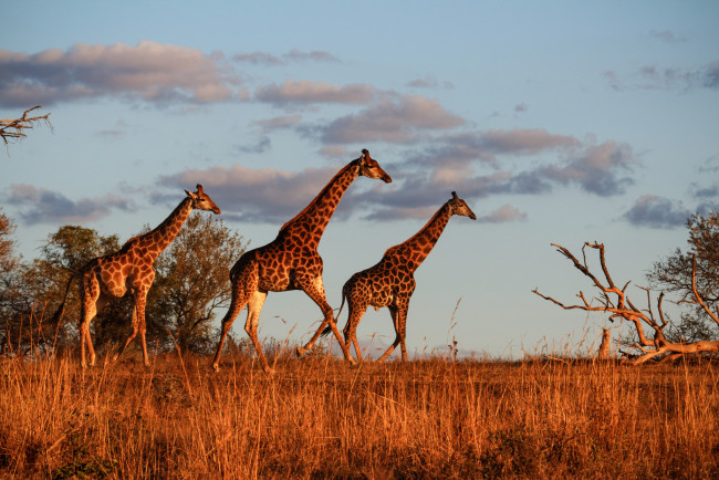 Обои картинки фото животные, жирафы, жираф