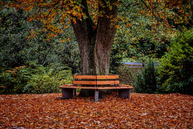 Обои картинки фото природа, парк, дерево, скамейки, осень, листья, листопад