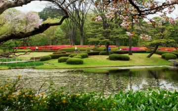 Картинка природа парк пруд весна цветение