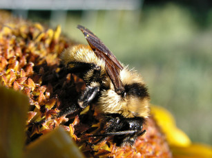 Картинка 23 august bumble by gbcalls животные пчелы осы шмели