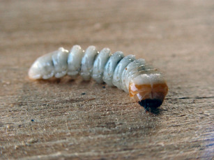 Картинка wood grub worm by gbcalls животные насекомые