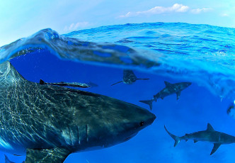 Картинка животные акулы море