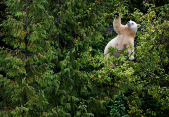 Картинка животные медведи белый медведь лес деревья креатив