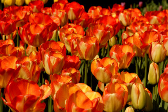 Картинка цветы тюльпаны много желто-красный