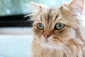 Картинка животные коты пушистый взгляд грусть