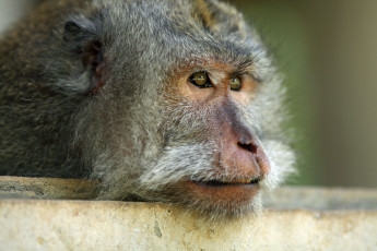 Картинка животные обезьяны мартышка